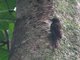 Wedge-billed Woodcreeper (Glyphorynchus spirurus)