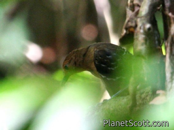 Common Scale-backed Antbird (Wilisornis poecilinotus) Female