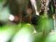 Common Scale-backed Antbird (Wilisornis poecilinotus) Female