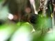 Common Scale-backed Antbird (Wilisornis poecilinotus) Female
