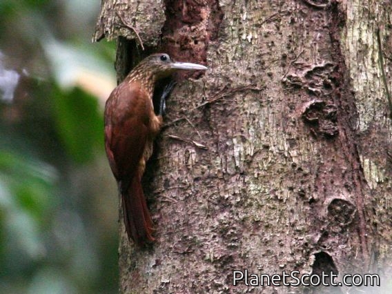 Buff-throated Woodcreeper (Xiphorhynchus guttatus)