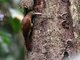 Buff-throated Woodcreeper (Xiphorhynchus guttatus)