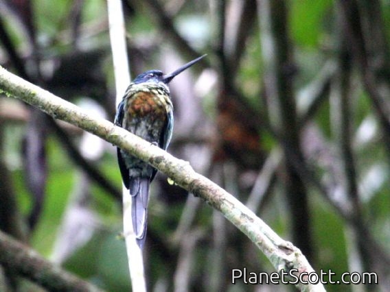 Purplish Jacamar (Galbula chalcothorax)