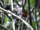 Purplish Jacamar (Galbula chalcothorax)