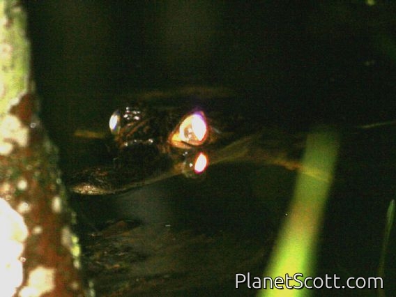Spectacled Caiman (Caiman crocodilus)
