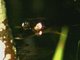 Spectacled Caiman (Caiman crocodilus)
