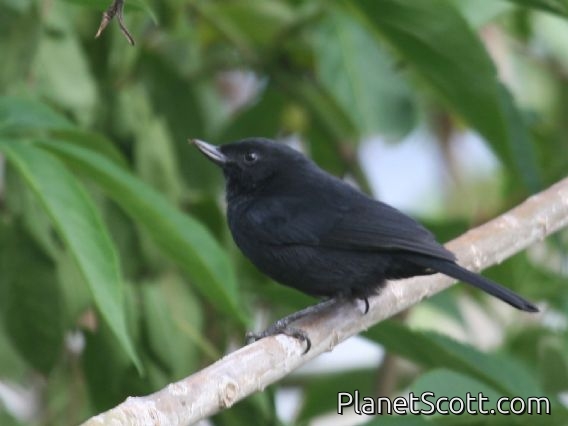 Black Flower-piercer (Diglossa humeralis)