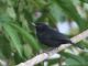 Black Flower-piercer (Diglossa humeralis) 