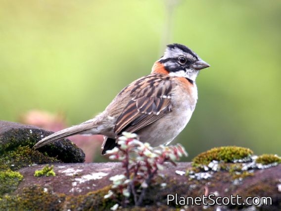 Rufous-collared Sparrow (Zonotrichia capensis)