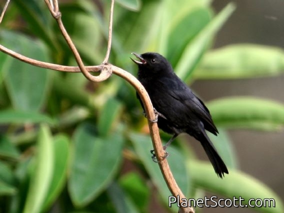 Black Flower-piercer (Diglossa humeralis)
