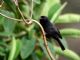 Black Flower-piercer (Diglossa humeralis) 