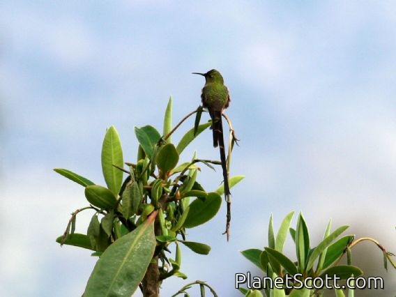 Black-tailed Trainbearer (Lesbia victoriae) Male