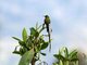 Black-tailed Trainbearer (Lesbia victoriae) Male