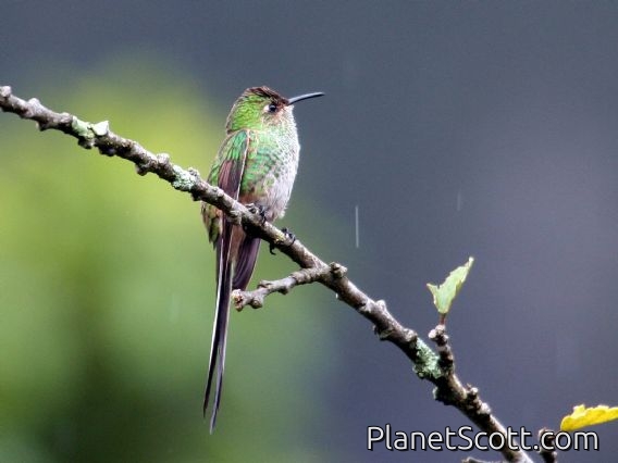 Black-tailed Trainbearer (Lesbia victoriae) Female