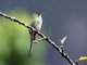 Black-tailed Trainbearer (Lesbia victoriae) Female