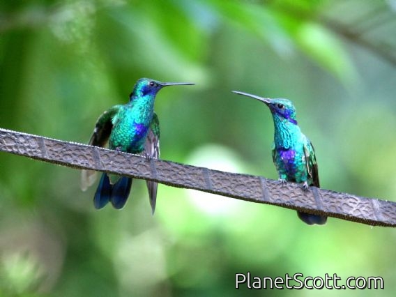 Sparkling Violet-ear (Colibri coruscans)
