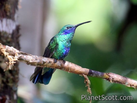 Sparkling Violet-ear (Colibri coruscans)