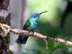 Sparkling Violet-ear (Colibri coruscans)
