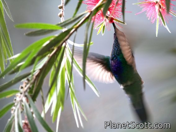 Sparkling Violet-ear (Colibri coruscans)