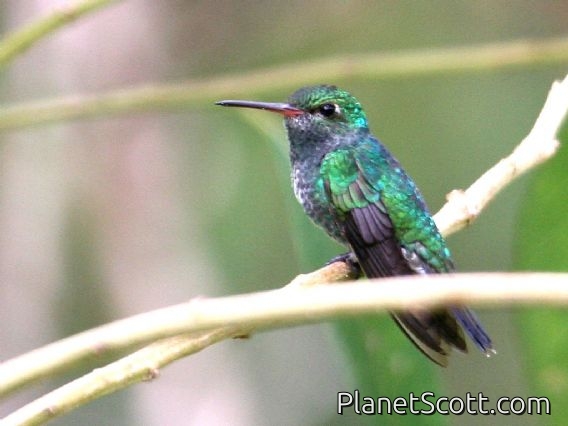 Glittering-throated Emerald (Amazilia fimbriata) Female