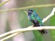 Glittering-throated Emerald (Amazilia fimbriata) Female