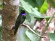 Black-throated Brilliant (Heliodoxa schreibersii) Female