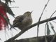 Rusty Flower-piercer (Diglossa sittoides) Female