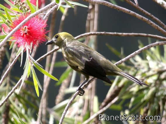 Palm Tanager (Thraupis palmarum)