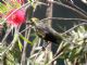 Palm Tanager (Thraupis palmarum) 