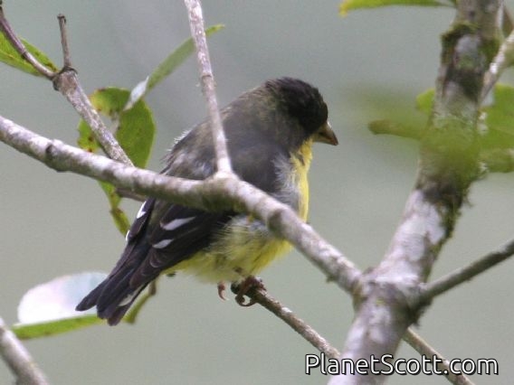 Lesser Goldfinch (Carduelis psaltria) Ecuador