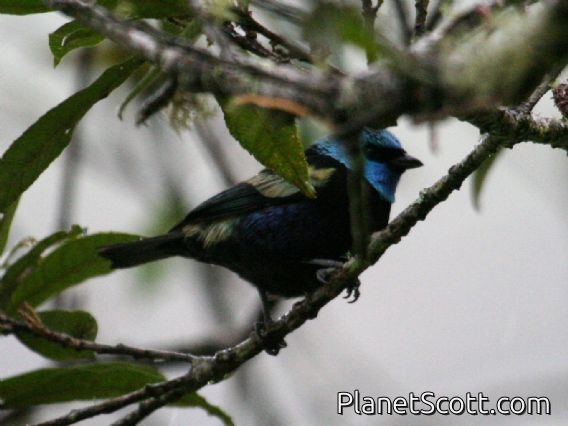 Blue-necked Tanager (Tangara cyanicollis)