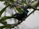 Blue-necked Tanager (Tangara cyanicollis) 