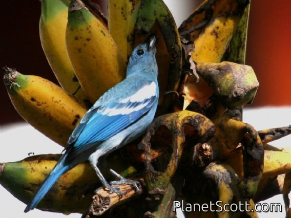 Blue-grey Tanager (Thraupis episcopus) coelestis subspecies