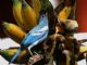 Blue-grey Tanager (Thraupis episcopus) coelestis subspecies