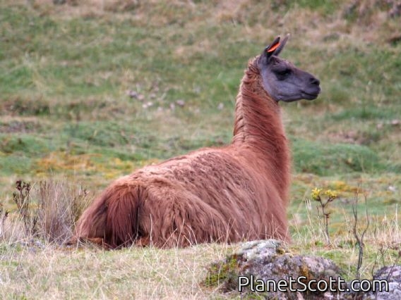 llama (Lama glama)