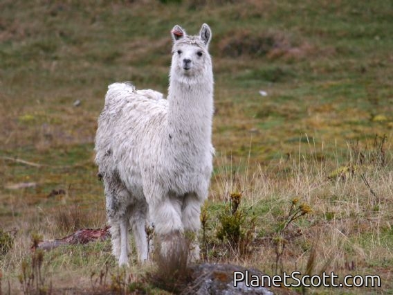 llama (Lama glama) 