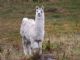 llama (Lama glama) 