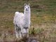 llama (Lama glama) 