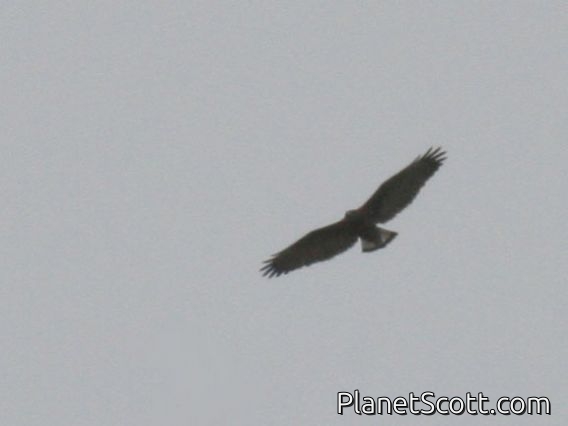 Variable Hawk (Geranoaetus polyosoma) 