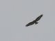 Variable Hawk (Geranoaetus polyosoma)