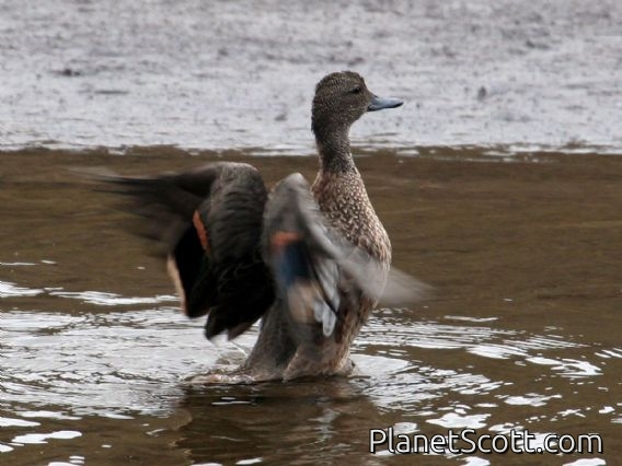 Andean Teal (Anas andium)