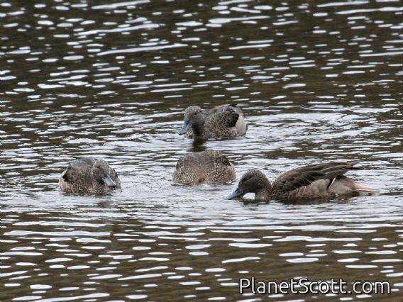 Andean Teal (Anas andium) 