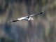 Carunculated Caracara (Phalcoboenus carunculatus)