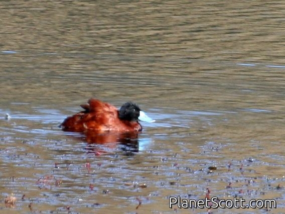 Andean Duck (Oxyura ferruginea) Male