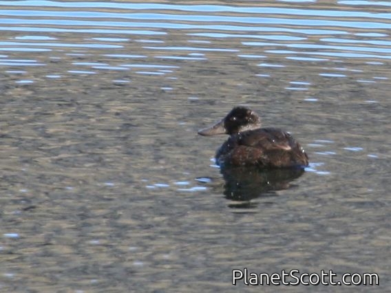 Andean Duck (Oxyura ferruginea) Female