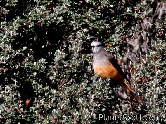 Red-rumped Bush-Tyrant (Cnemarchus erythropygius)