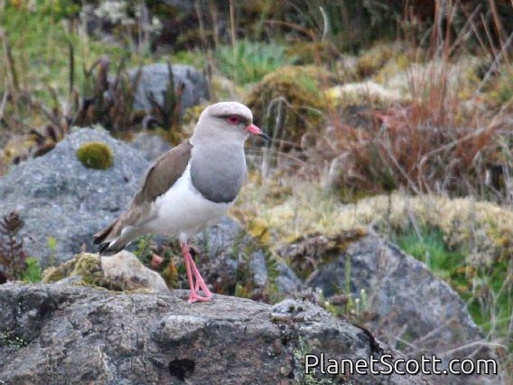 Andean Lapwing (Vanellus resplendens) 