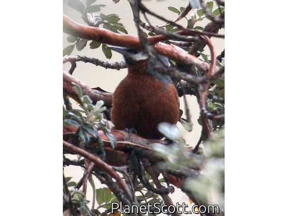 Giant Conebill (Conirostrum fraseri) 