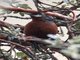 Giant Conebill (Conirostrum fraseri)