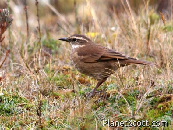 Chestnut-winged Cinclodes (Cinclodes albidiventris)